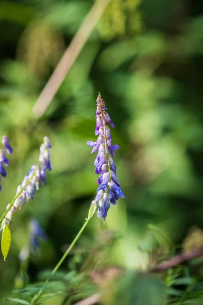 Plano Vertical Una Flor Vicia Villosa Sobre Fondo Borroso —  Fotos de Stock