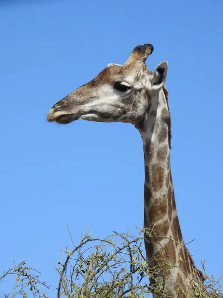 Eine Horizontale Aufnahme Einer Giraffe Vor Blauem Himmel — Stockfoto