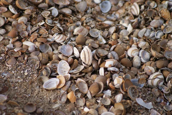 Primo Piano Sacco Conchiglie Sulla Spiaggia Abbandonata Dal Mare Dalle — Foto Stock