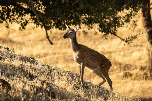 Ein Schönes Reh Einem Trockenen Grasfeld Einem Sonnigen Tag — Stockfoto