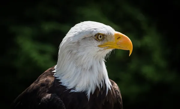 Una Vista Panorámica Águila Sobre Fondo Borroso — Foto de Stock