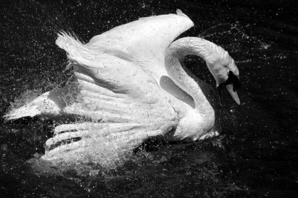Uma Foto Tons Cinza Belo Cisne Nadando Lago — Fotografia de Stock
