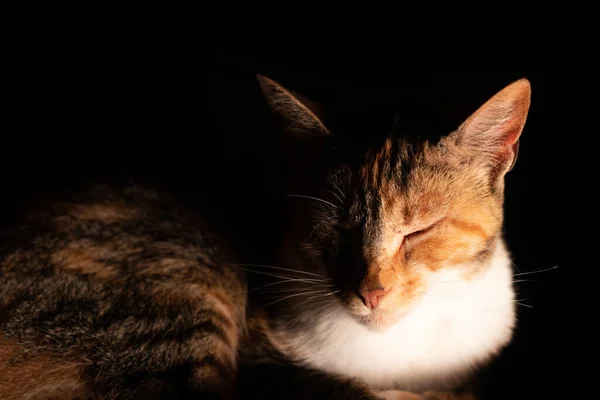 Μια Γραφική Θέα Μιας Γάτας Κλειστά Μάτια Σκοτεινό Φόντο — Φωτογραφία Αρχείου