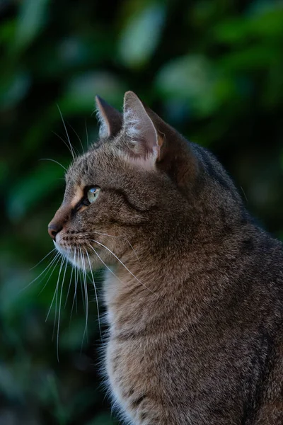 Ein Vertikales Porträt Einer Katze Mit Viel Grün Hintergrund — Stockfoto