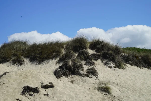 Beautiful Shot Sandy Hill Plants Growing Cloudy — Stock Photo, Image