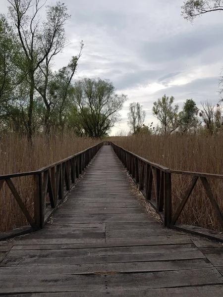 Drewniany Most Polu Zarośniętą Trawą — Zdjęcie stockowe