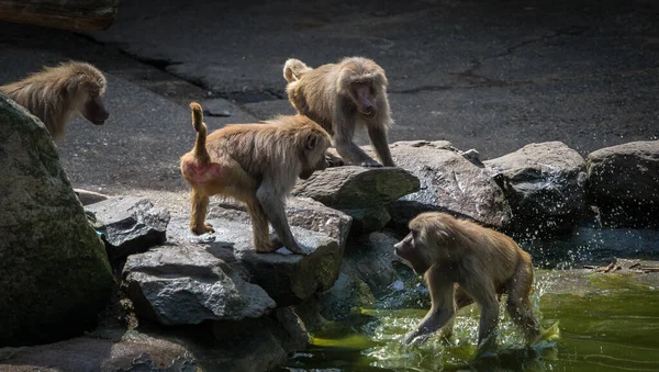 動物園で一緒に猿の景色 — ストック写真