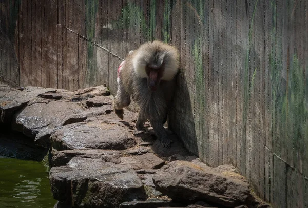 Мальовничий Вид Мавпи Стоїть Біля Стіни — стокове фото