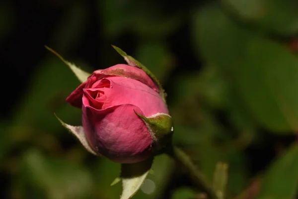 Крупный План Красивой Розовой Розы Растущей Саду Солнечным Светом Размытом — стоковое фото