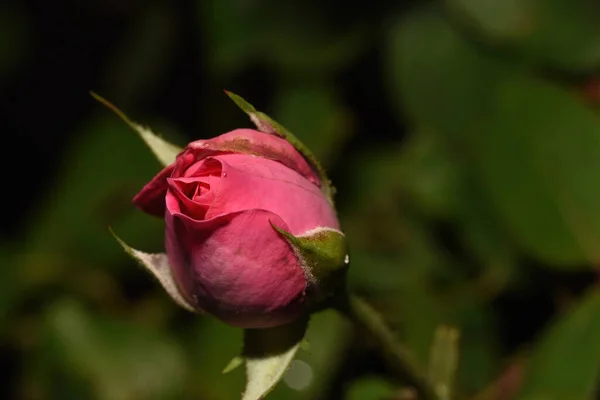 Bahçede Yetişen Güzel Pembe Bir Gülün Yakın Plan Çekimi Güneşin — Stok fotoğraf