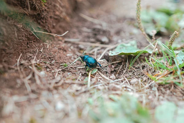 甲虫在地面爬行的选择性焦点 — 图库照片