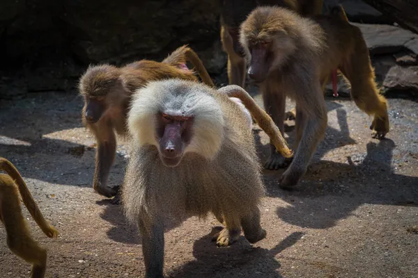 Uma Vista Panorâmica Macacos Zoológico Clima Ensolarado — Fotografia de Stock