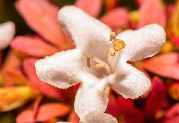 Makró Felvétel Egy Gyönyörű Fehér Virágról Ami Egy Homályos Hátterű — Stock Fotó