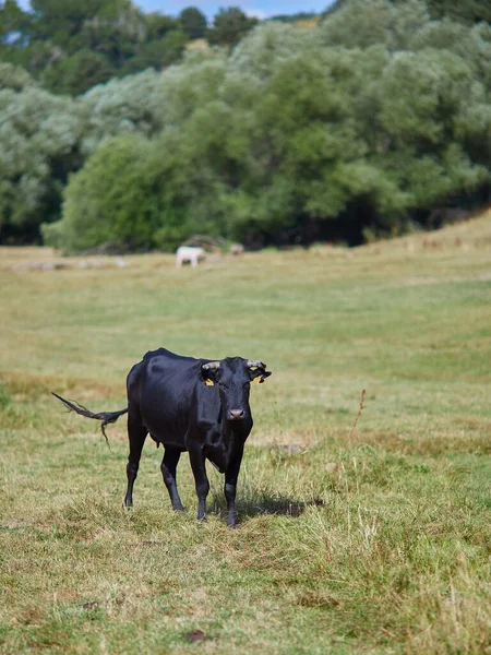 牧场里的一头黑牛 — 图库照片