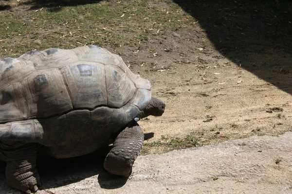 Closeup Shot Turtles Sunny Day Zoo — Stock Photo, Image