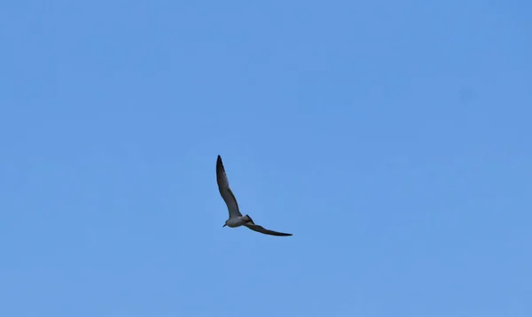 在阳光灿烂的日子里 海鸥在蓝天中飞翔的美丽景象 — 图库照片