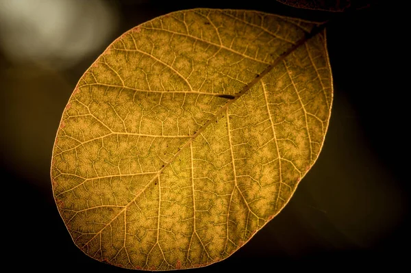 Arka Planda Bulanık Bir Ormanda Sarı Bir Yaprağın Yakın Plan — Stok fotoğraf