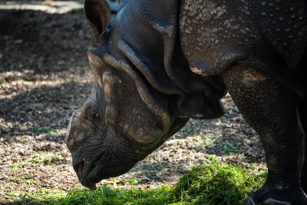Крупный План Морщинистого Носорога Поедающего Траву Лугу — стоковое фото