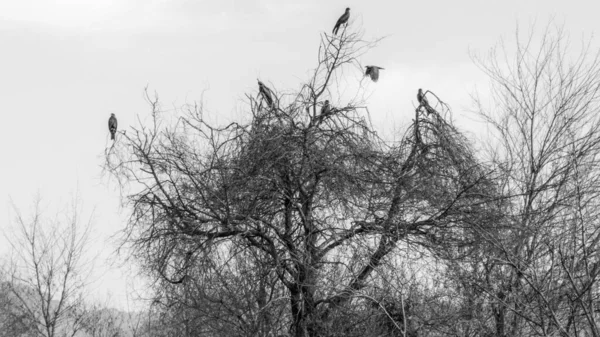 Un Nid D'oiseau Sur Un Arbre D'hiver. Image stock - Image du noir