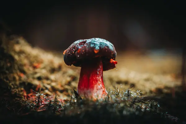 A shallow focus of a red mushroom on the ground in the forest with blurred background