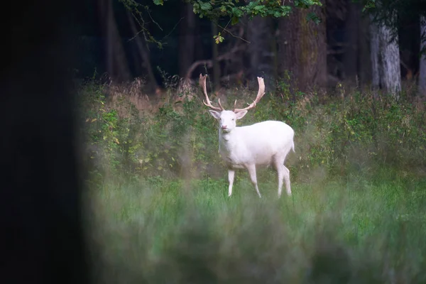 Une Mise Point Peu Profonde Beau Pâturage Cerfs Dans Forêt — Photo