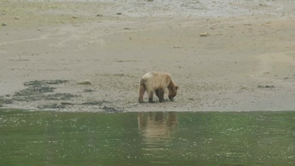 背景がぼやけている可愛いクマのクローズアップです — ストック動画