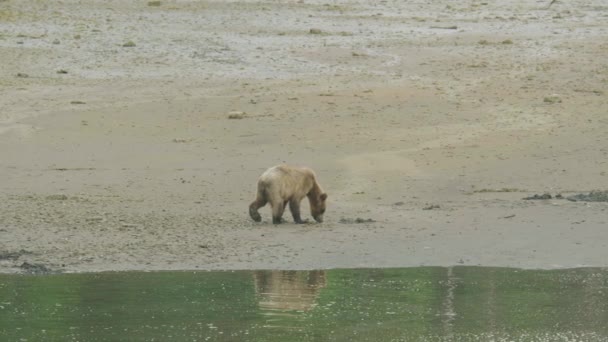 Μικρό Αρκουδάκι Στο Φυσικό Περιβάλλον — Αρχείο Βίντεο