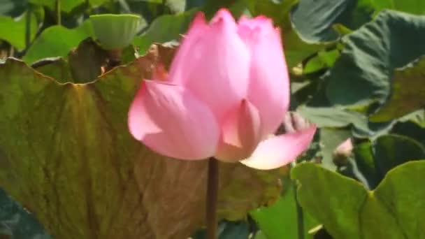 Vackra Rosa Lilja Blommor Vatten — Stockvideo