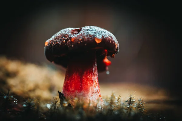 Μια Ρηχή Εστίαση Ενός Κόκκινου Μανιταριού Στο Έδαφος Στο Δάσος — Φωτογραφία Αρχείου