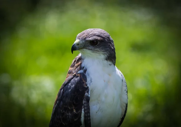 Una Vista Panorámica Águila Sobre Fondo Borroso —  Fotos de Stock