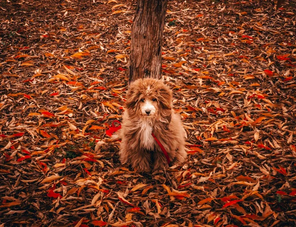 Мила Пухнаста Червона Собака Повідцем Сидить Дереві Землі Покритому Осіннім — стокове фото