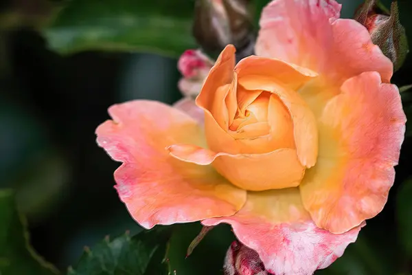 Primer Plano Una Hermosa Rosa Floreciendo Jardín Bajo Luz Del —  Fotos de Stock