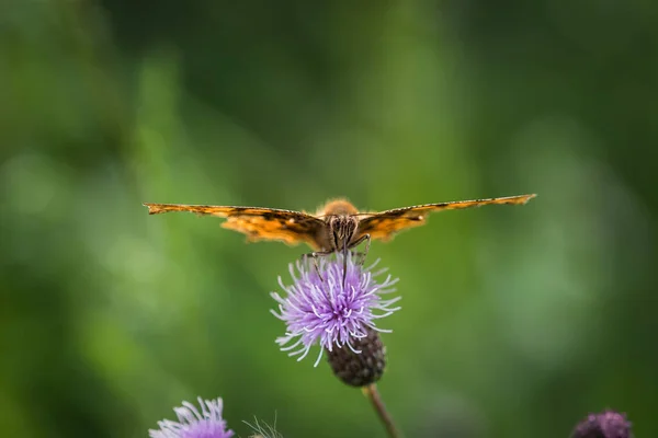 Uma Vista Panorâmica Uma Borboleta Empoleirada Uma Flor Cardo Fundo — Fotografia de Stock