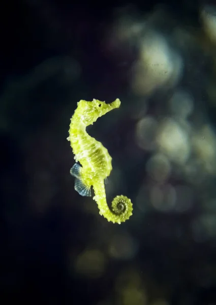 Eine Vertikale Aufnahme Eines Seepferdchens Das Wasser Schwimmt — Stockfoto