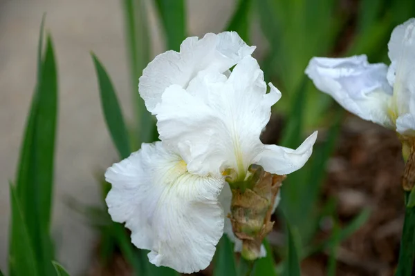 Detailní Záběr Krásné Bílé Duhovky Květiny Dobré Pro Tapety — Stock fotografie