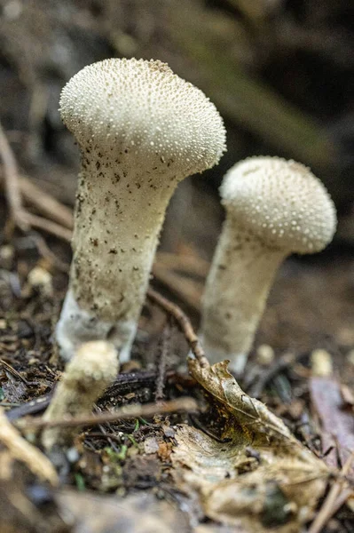 버섯의 클로즈업 — 스톡 사진