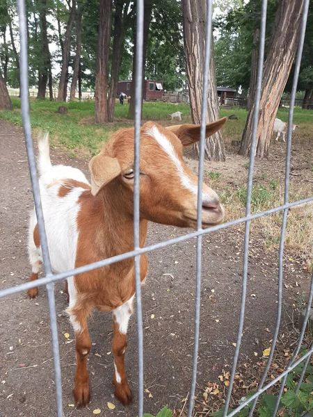 Gros Plan Une Chèvre Brune Blanche Dans Parc Partir Arrière — Photo