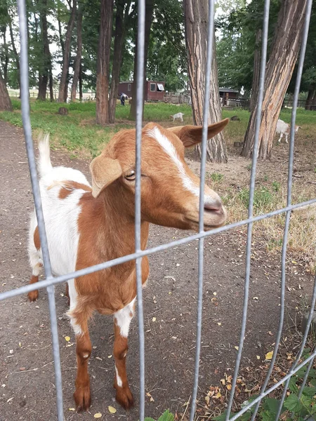 Zbliżenie Ujęcie Brunatnej Białej Kozy Parku Tyłu Metalowych Belek — Zdjęcie stockowe