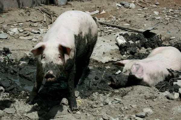 Een Hoge Hoek Opname Van Twee Varkens Een Schuur — Stockfoto