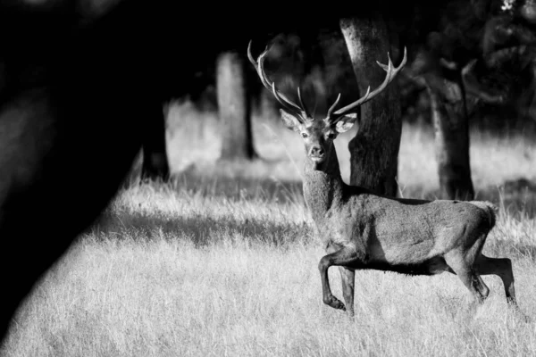 Mise Point Sélective Cerf Avec Des Cornes Dans Champ Herbe — Photo