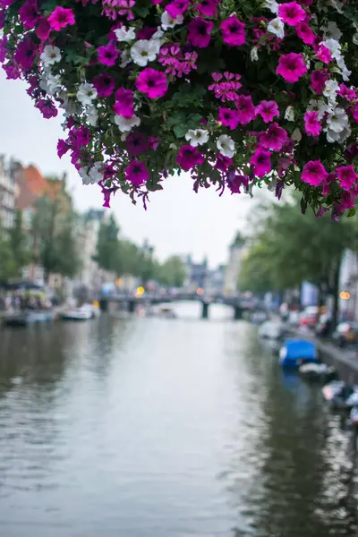 Miękkie Centrum Pięknych Kwiatów Petunii Kwitnących Nad Kanałem Amsterdamskim Holandii — Zdjęcie stockowe