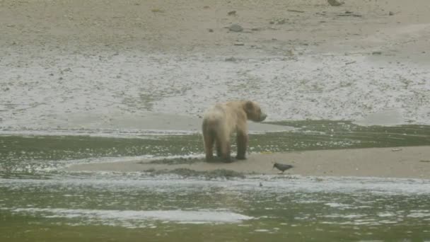 靠近水的成熟栖息地中的小熊宝宝 — 图库视频影像