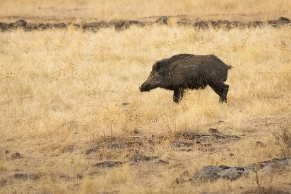 Dziki Dzik Sus Scrofa Suchym Polu Trawy — Zdjęcie stockowe