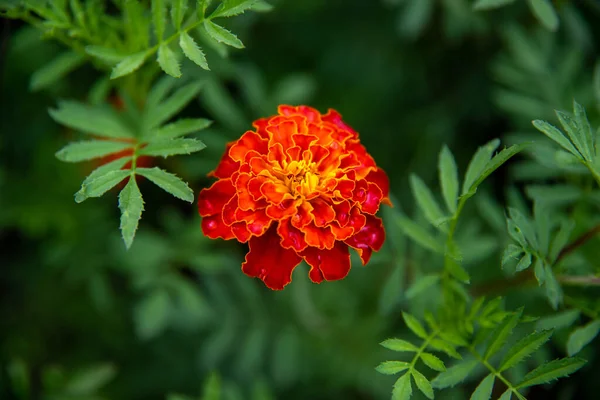 Una Selettiva Messa Fuoco Della Bellissima Calendula Giardino — Foto Stock