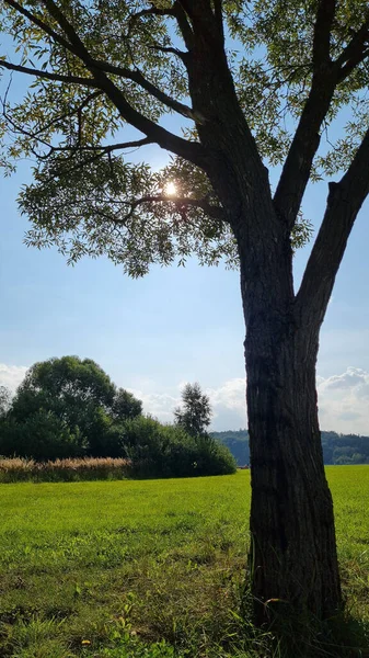 Árbol Parque — Foto de Stock