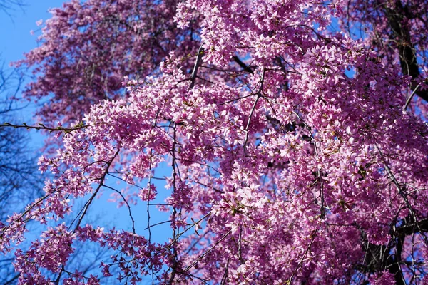 Detailní Záběr Růžových Třešňových Květů Jaře Proti Jasně Modré Obloze — Stock fotografie