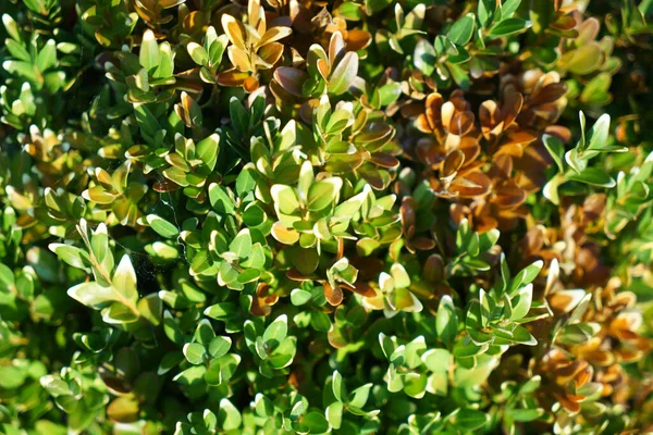 Ein Schöner Schuss Strauchgrün Blühende Pflanzen Die Garten Wachsen — Stockfoto