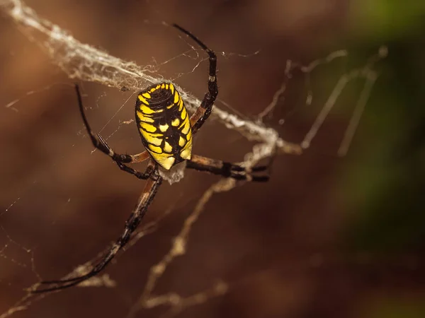 Siyah Sarı Bir Örümceğe Makro Bir Çekim Arka Planı Bulanık — Stok fotoğraf