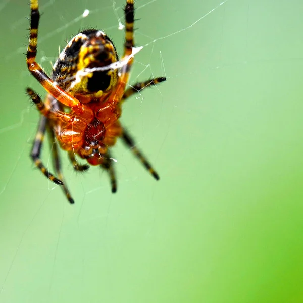 緑のぼやけた背景を持つ網を織る美しいワスプクモのマクロショット — ストック写真