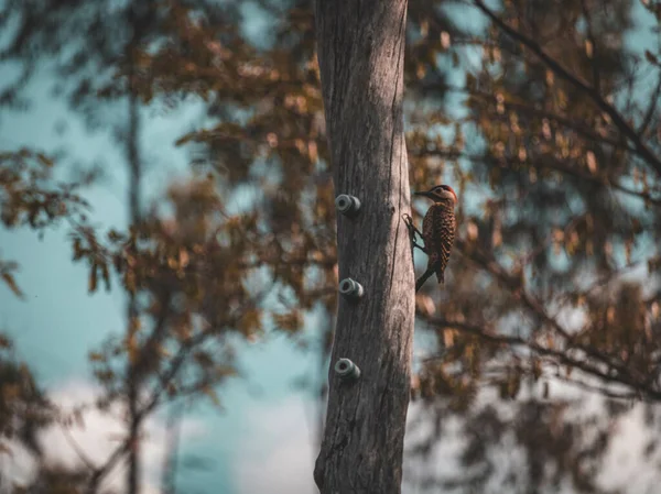 Uma Árvore Parque — Fotografia de Stock